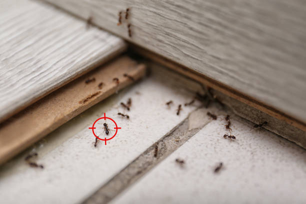 Best Rodent Control Near Me  in Forest City, NC