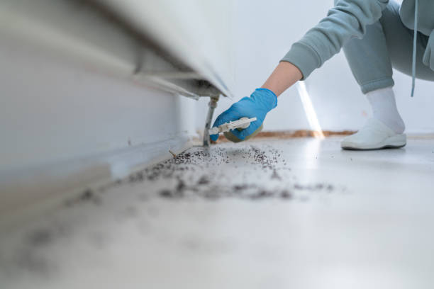 Best Flea Control Services  in Forest City, NC